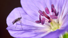 Geranium Perspective