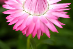 Blooming Pink