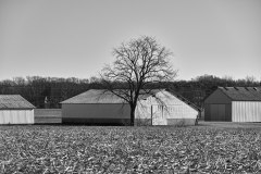 Barn & Tree