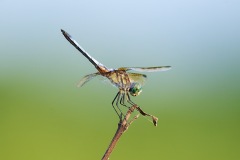 Shiny Insect