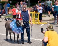 Donkey