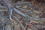 Old Roots