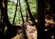 Forest Shadows