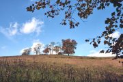 Hill Top Trees