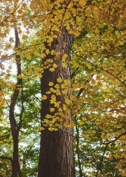Simple Tree Cover
