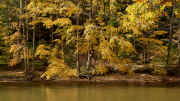 Riverside Landscape
