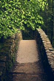 Forest Bridge
