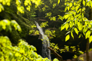 Falling Water Leaves
