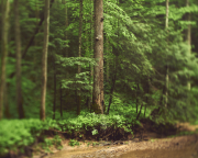 Tree Focus