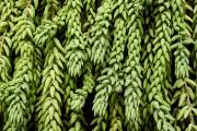 Garden Greens
