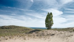 Dune Trees