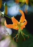 Hanging Lilly