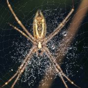 Spider Web Focus