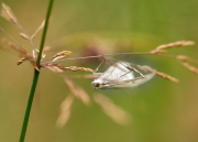 Upside Down Moth