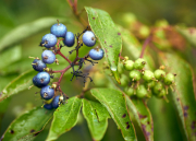 Wild Berry Blue