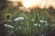 Field Softness