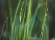 Grass Green Abstract