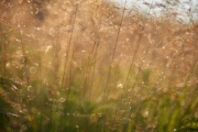 Golden Grasses