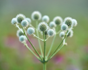 White Spiky Orbs