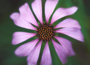 Coneflower Gloss