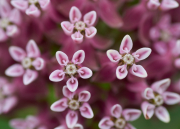 Saturated Pinks