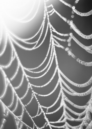 Abstract Web Drops