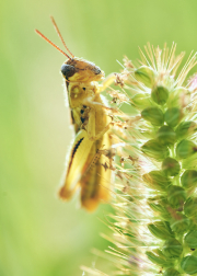 Field Grasshopper