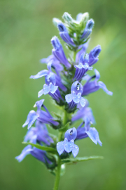 Delicate Blue