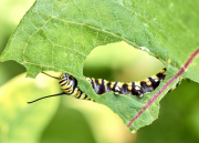 Leaf Munching