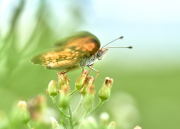 DSC_1282Sep-04-20210