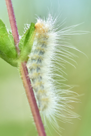 DSC_1342Sep-04-20210