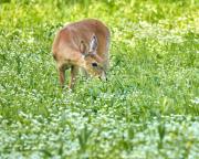 Deer Nibbling