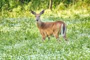 Alerted Deer