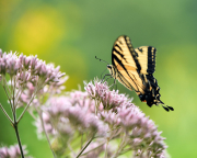 summer18nature4330Aug-11-2018-1