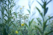 summer18nature4518Aug-12-2018