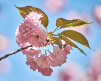Blossoms