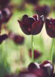 Tulip Time