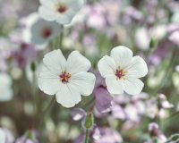 Spring DC Blooms