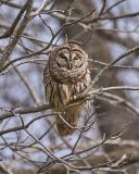 Owl Branch