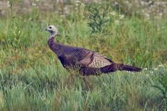 Turkey Trot