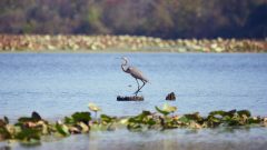 Heron Pose