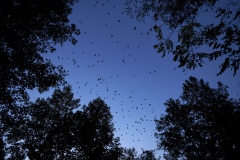 Bird Silhouettes