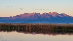 Mountain Migration
