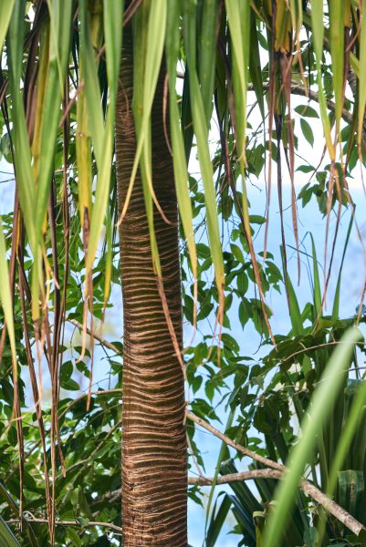 DSC_9327Nov-06-20220Hawaii