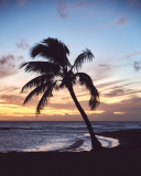 Palm Sunset