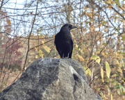 Smokies7810Oct-27-2017