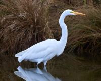 Egret Hunting