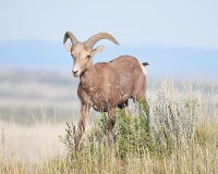 Mountain Goat-ing
