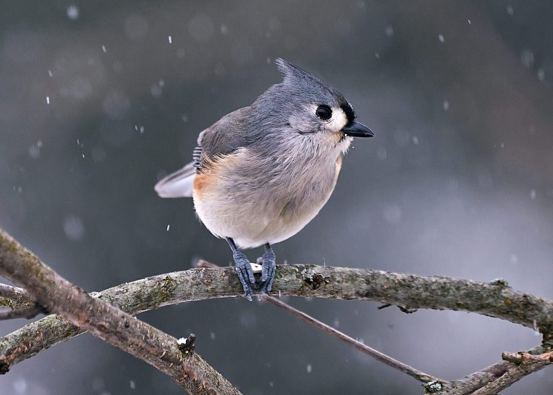 winter-birds9868Dec-31-2017