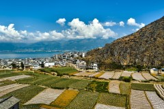 Harmony in Green and Gold